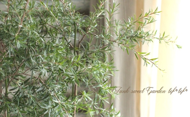 <i>Leptospermum scoparium</i><BR><BR>奦Х<BR>ץȥڥޥ<BR>إԥ󥭡