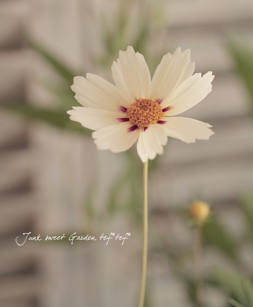 コレオプシス　白　10株　まとめ購入希望の方どうぞ♪ コレオプシス 白 10株 まとめ購入希望の方どうぞ♪