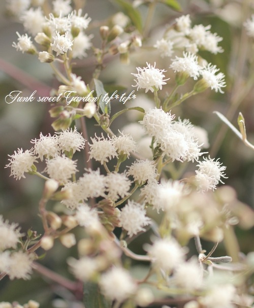 tef*tef*�󤻿���<BR>2015 * no94 *<BR><BR>���λޤ��