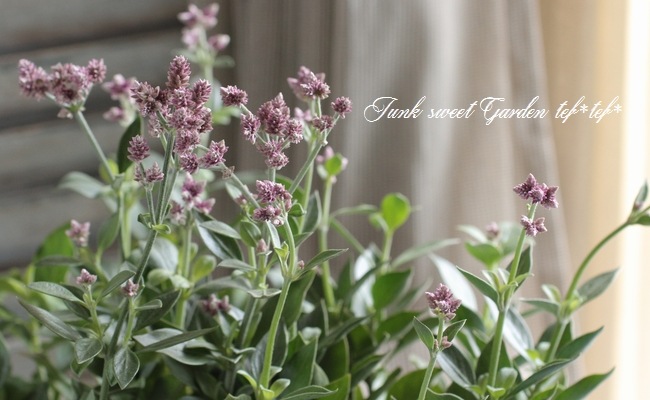 アルテルナンテラ・ポリゲンス 若紫『ピンクレディ』 西川氏育種