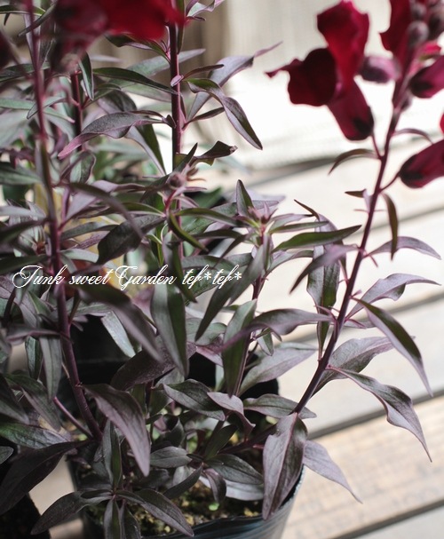 Ƽ�ե��󥮥祽�����إ֥�å��ץ�󥹡� �إ֥��󥺥�åɡ�