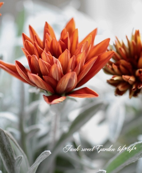 ɺȬź餭˥إ󥸥󥹥ѡ