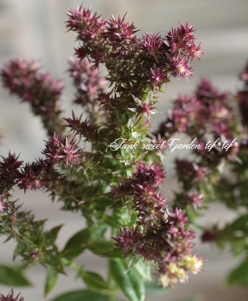 Stapelia paniculata ssp. paniculata 　激レア 楽天市場】【品種選択可能】スミレ 9cmポット苗 数量割引あり/山野草