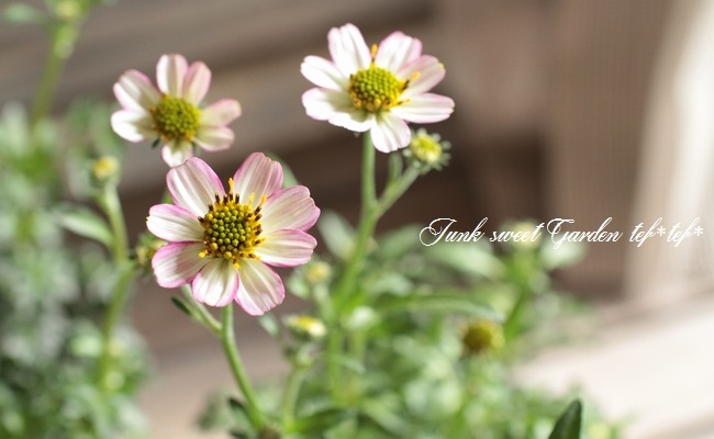 ウィンターコスモス ビデンス 中輪 ストロベリーミルク すべての商品 Junk Sweet Garden Tef Tef