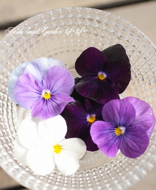 Ȭ���٥ӥ��顡�������ĥߥå������إ٥꡼�Υ�������������