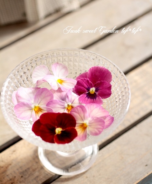 専用 K34♥ スイーツMIXビオラ H＆Lプランテーション ♥花苗