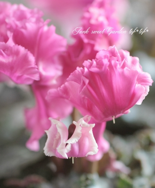 i>Cyclamen Peesicum</i><BR><BR>ガーデンミニシクラメン<BR