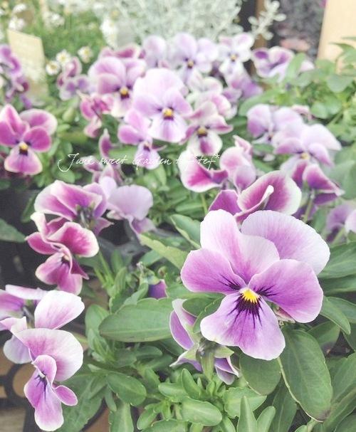 ビオラ・ももかシリーズ 『みやび』 | すべての商品 | | Junk sweet