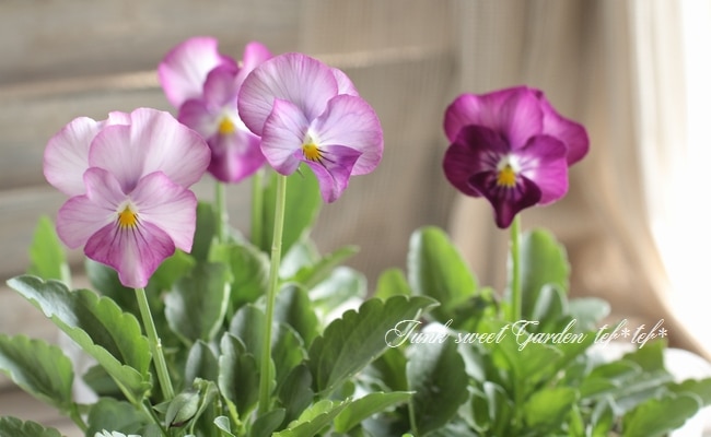 i>Viola×wittrockiana </i><BR><BR>SSセレクションビオラ<BR