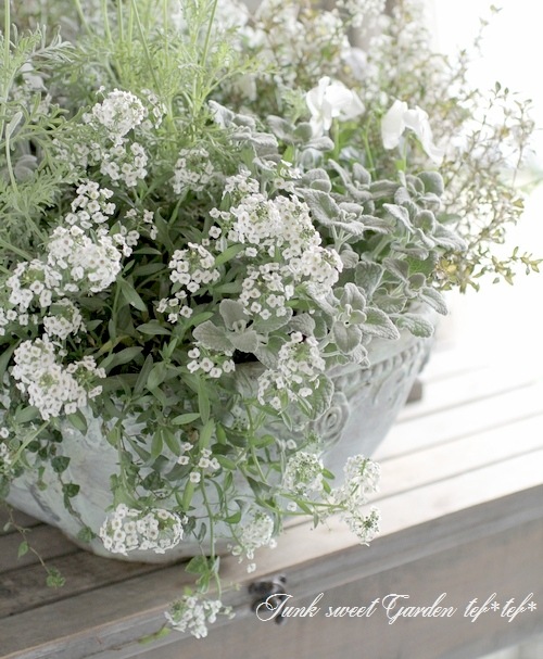 <i>Lobularia hybrid</i><BR><BR>���٥����ѡ�����å���<BR>�إ���С����ȥ꡼���