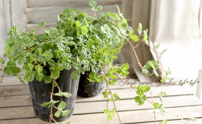 <i>rubus napaulensis'</i><BR><BR>դ<BR>֥إץݡ