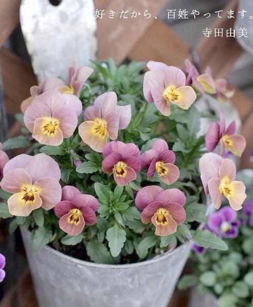 ハンドメイド　ビオラ ビオラ ビビシリーズ 『マンゴーアンティーク』 変わり咲き【B