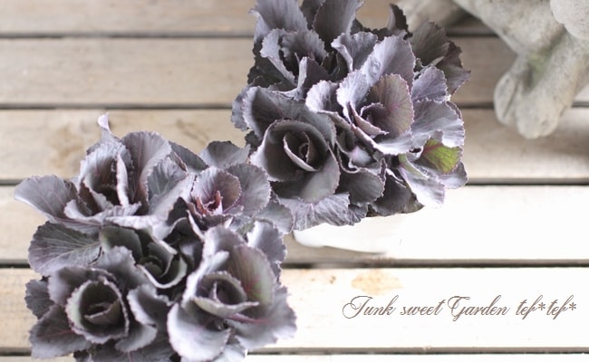 <i>Brassica</i><BR><BR>tef*tef*̥֡Ωơ<BR>С꡼ղð<BR>إ륭ѡ