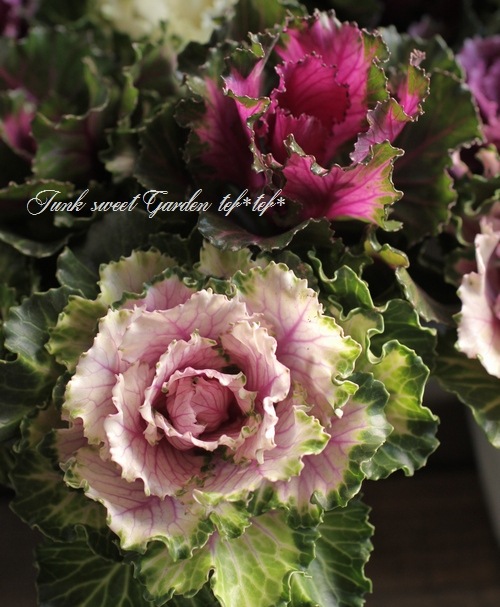 <i>Brassica</i><BR><BR>tef*tef*���̥֡�����Ω�ơ�<BR>�Ȥ���ա����饭���ղ�ð<BR>�ظ��ҡ��ե����ա�