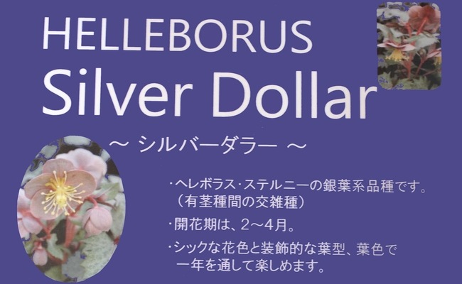 銀葉！クリスマスローズ 原種系ステルニー交雑種 『シルバーダラー
