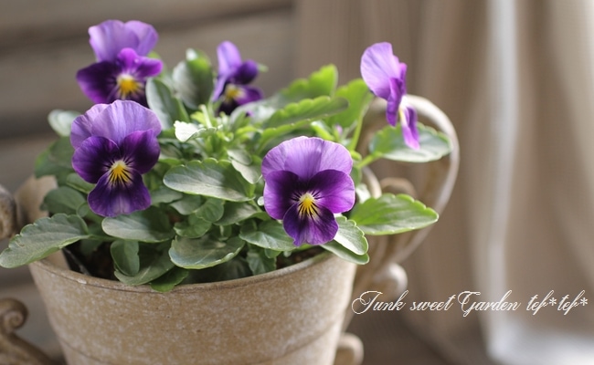i>Viola×wittrockiana </i><BR><BR>ももかビオラ<BR>『ほたるももか