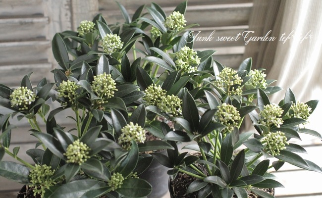 <i>Skimmia japonica</i><BR><BR>Ѵ<BR>ʼߥ<BR>إå 饤ǥ եåɡ