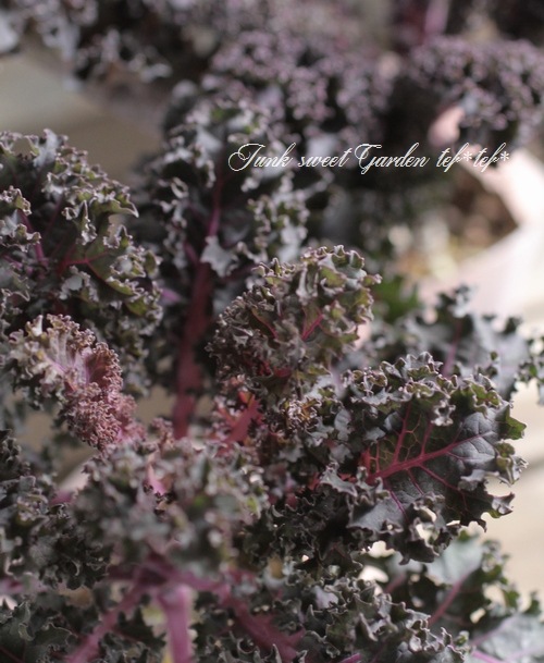 ե󥸤λ祱롡إѡץݥåס