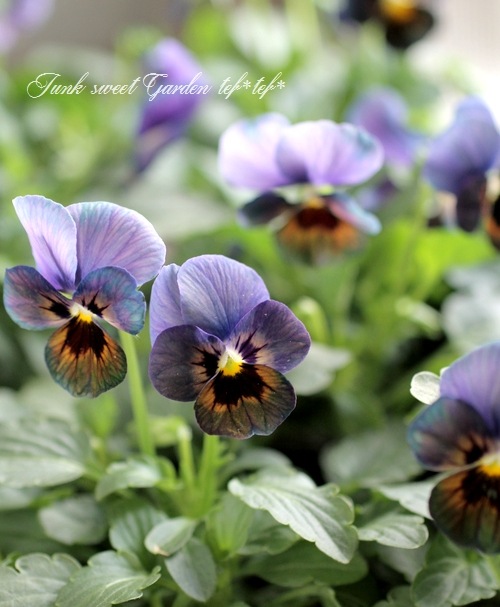 ビオラ・エンジェル 『ブルーベリーグロー』 | すべての商品 | | Junk