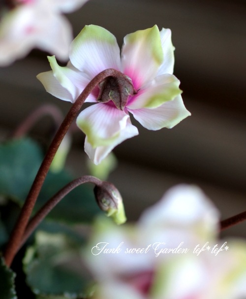 シクラメン シクラメン シェルウィング｜WEBカタログ｜未来アグリス株式会社|未来