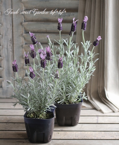 <i>Lavandula stoechas</i><BR><BR>�ץ���ʥ�٥����<BR>�إ���С����̡�����