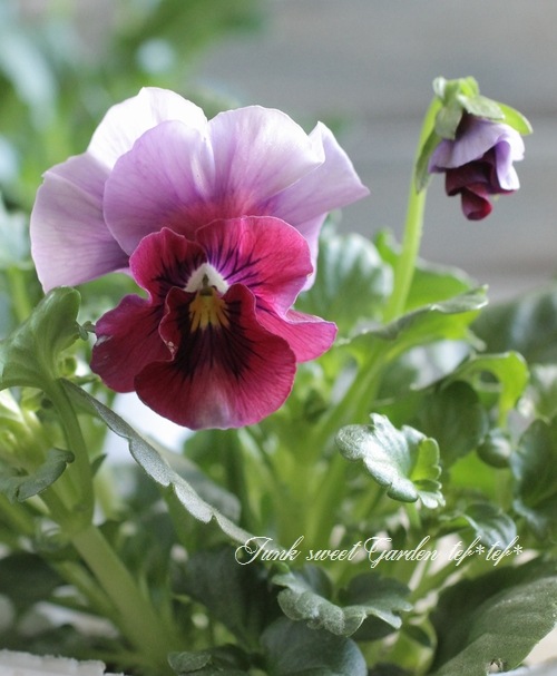 ☆育種うえたオリジナルビオラ 『レインボーウェーブUSA』 | すべての