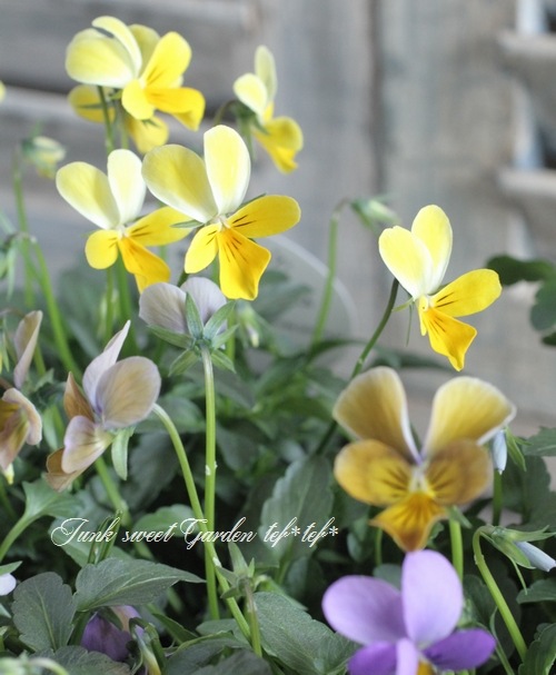 ���������Υ֥�������ӥ��顡��NOBUKO�����쥯�����١���ӥåȷ�