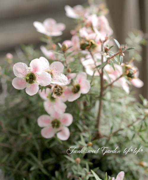 <i>Leptospermum scoparium</i><BR><BR>˶в<BR>֥奦Х