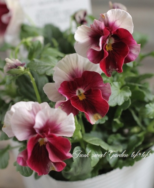 臘ꥸʥӥ顡إ쥤ܡPRB١ԥ󥯥ӡ