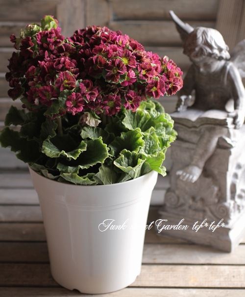 �ץ��顦���֥��˥���Ķ���������ʼ���إץꥫ��ȥ�٥ޥ��󥿿�