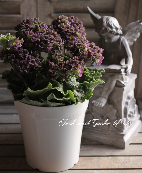 �ץ��顦���֥��˥���Ķ���������ʼ���إץꥫ��ȥ�٥��졼�ѡ��ץ뿧