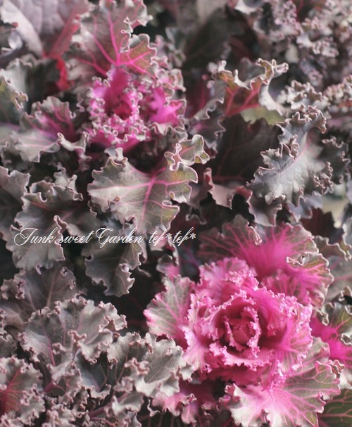 <i>Brassica oleracea var. </i><BR><BR>ե󥸤İ<BR>ղð