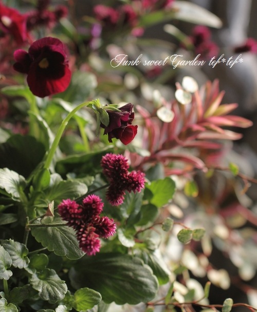 tef*tef*󤻿<BR>2015 * no.110 *<BR><BR>إ쥬 X'mas