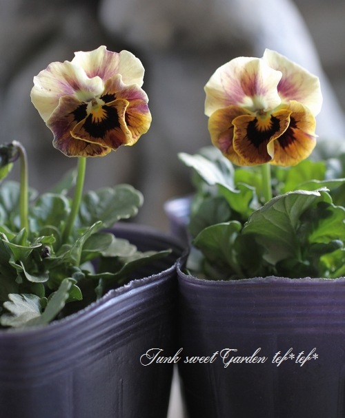 <i>Viola��wittrockiana </i><BR><BR>ʿ�͹��Ҥ���ӥ���<BR>�ؿ����ޥ��å���