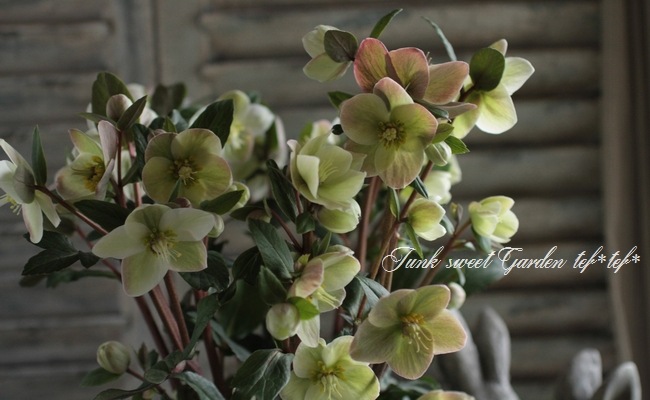 クリスマスローズ 『スノーダンス』 | すべての商品 | | Junk sweet