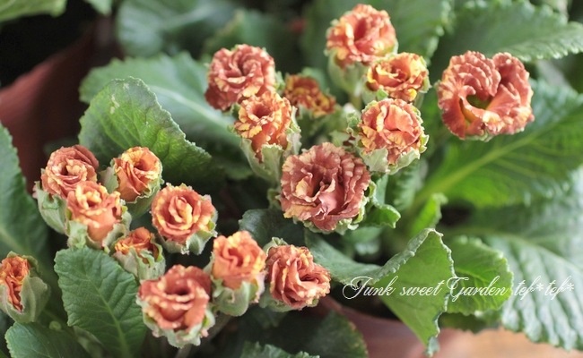 <i>Primula juriana hybrid</i><BR><BR>�ץ��顦����ꥢ��<BR> �إ�������