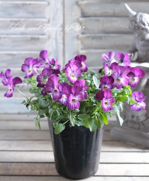 i>Viola×wittrockiana </i><BR><BR>ビオラ ビビシリーズ<BR