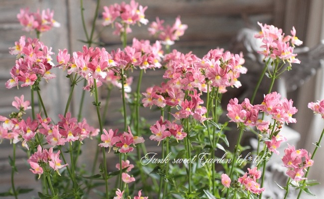 <i>Nemesia caerulea</i><BR><BR>������ݥ��ꥸ�ʥ�<BR>�ɺ��ͥ᥷�����ѥ��ƥ���<BR>�إ�������