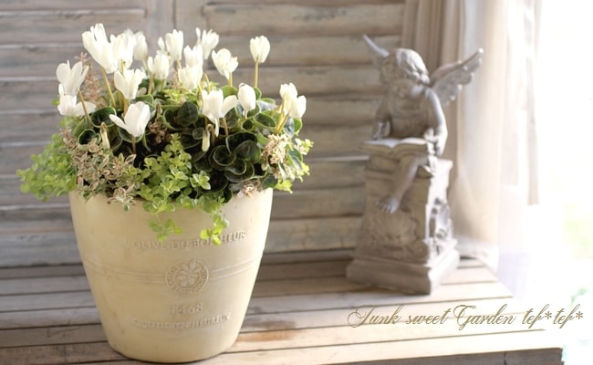 tef*tef*寄せ植え<BR>2015 * no.150 *<BR><BR>『ゴールデンボーイ