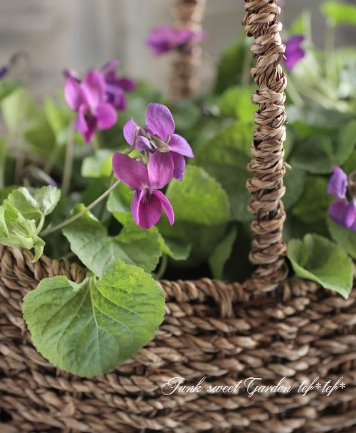 i>Viola odorata</i><BR><BR>ビオラ・オドラータ<BR>ニオイスミレ