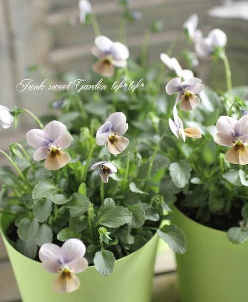 ヴィオラ VIOLAd'ORO (ヴィオラドーロ) ヴィーガンレザー ショルダー付き小