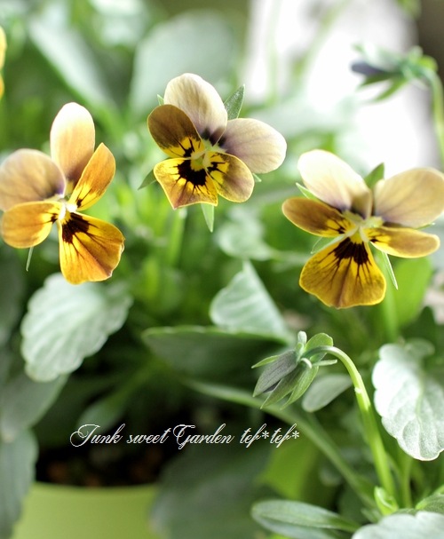 i>Viola×wittrockiana </i><BR><BR>ゲブラさんのオリジナルビオラ<BR