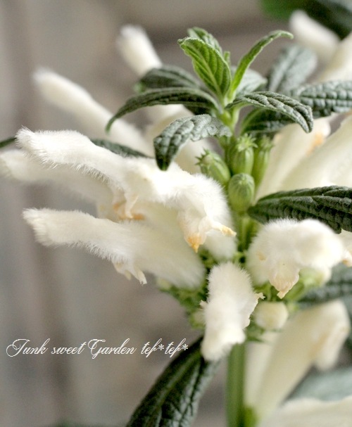 i>Leonotis leonurus</i><BR><BR>レオノティス・レオヌルス<BR