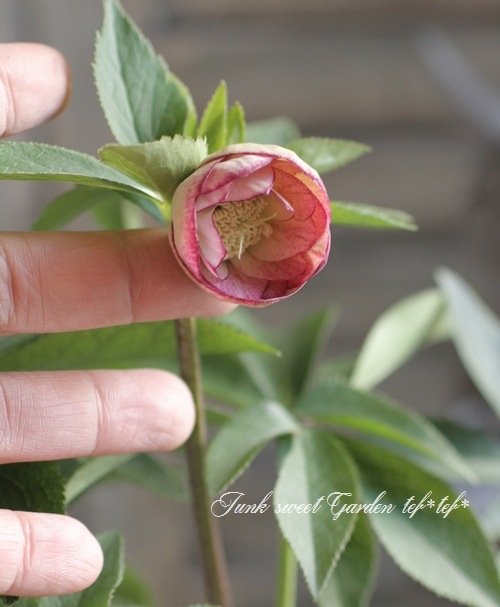 無農薬★クリスマスローズ特大株✿蕾付き ✿約40センチ位の苗✿花芽沢山！ 大和園・佐藤さん作出<BR>クリスマスローズ・開花株！5号鉢<BR