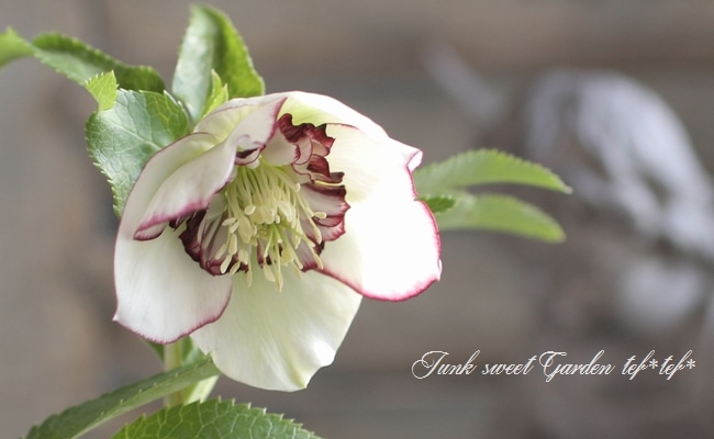 クリスマスローズ　dd　アフロディーテプリマベーラ クリスマスローズ開花株 DDアフロディーテプリマヴェーラ 378 現品限り