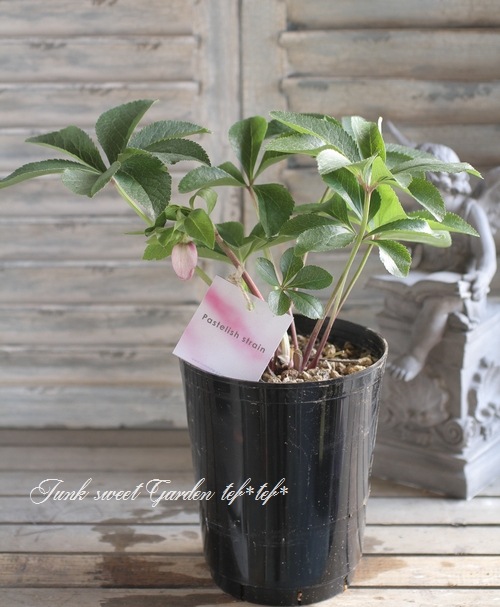 大和園・佐藤さん作出<BR>クリスマスローズ・開花株！5号鉢<BR