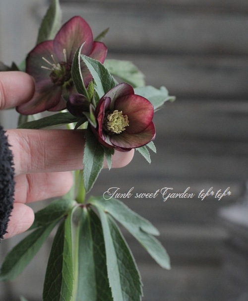 i>Helleborus</i><BR><BR>クリスマスローズ・開花株<BR>富山県・松浦