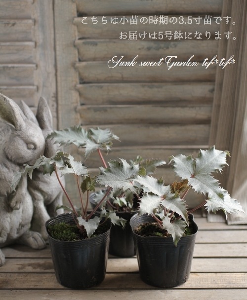 i>Helleborus</i><BR><BR>銀葉！クリスマスローズ<BR>原種系ステルニー