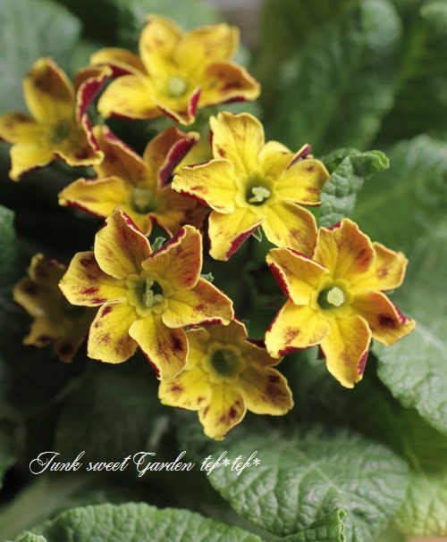 がおちゃん様　ご確認用　プリムラ 黄色 がおちゃん様 ご確認用 プリムラ 黄色 黄色のプリムラ｜園芸日記by