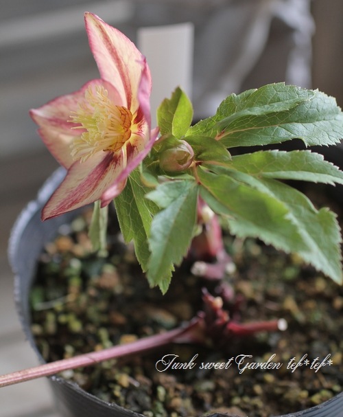 i>Helleborus</i><BR><BR>クリスマスローズ・開花株<BR>富山県・松浦
